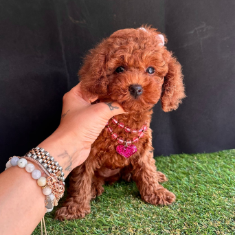 Toy Poodle